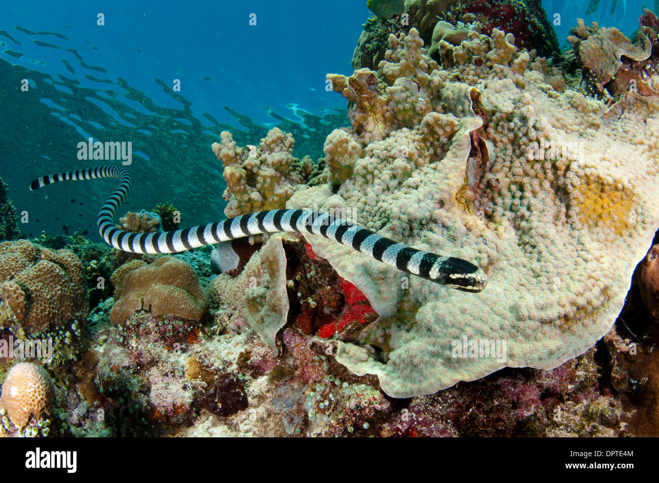 Mare nastrati snake, Laticauda semifasciata, Bunaken, Manado, Nord Sulewesi, Indonesia. Foto Stock