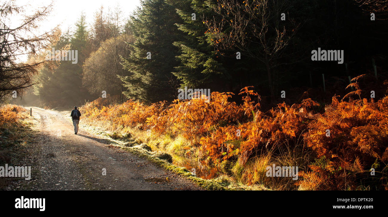 Autunno del sole mattutino, camminando attraverso la foresta Kissock alla sommità del Lotus collina vicino al Loch Arthur, Beeswing, Galloway, Scozia Foto Stock