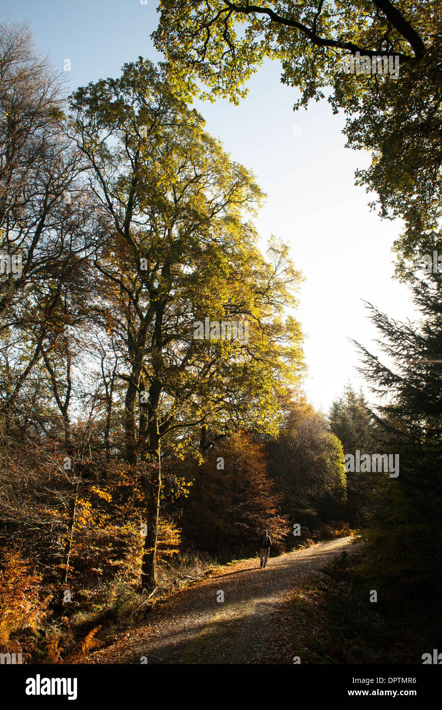 Il sole di autunno camminare attraverso la foresta Kissock alla sommità del Lotus collina vicino al Loch Arthur, Galloway, Scozia Foto Stock