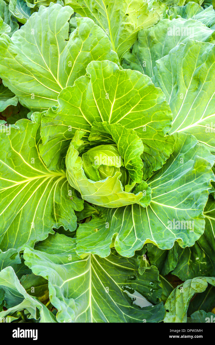 Cavoli a foglia vegetale in un campo Foto Stock