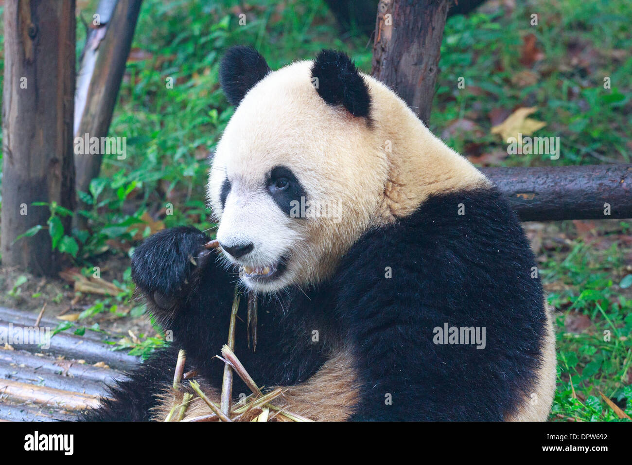 Panda gigante di mangiare il bambù a suo agio Foto Stock