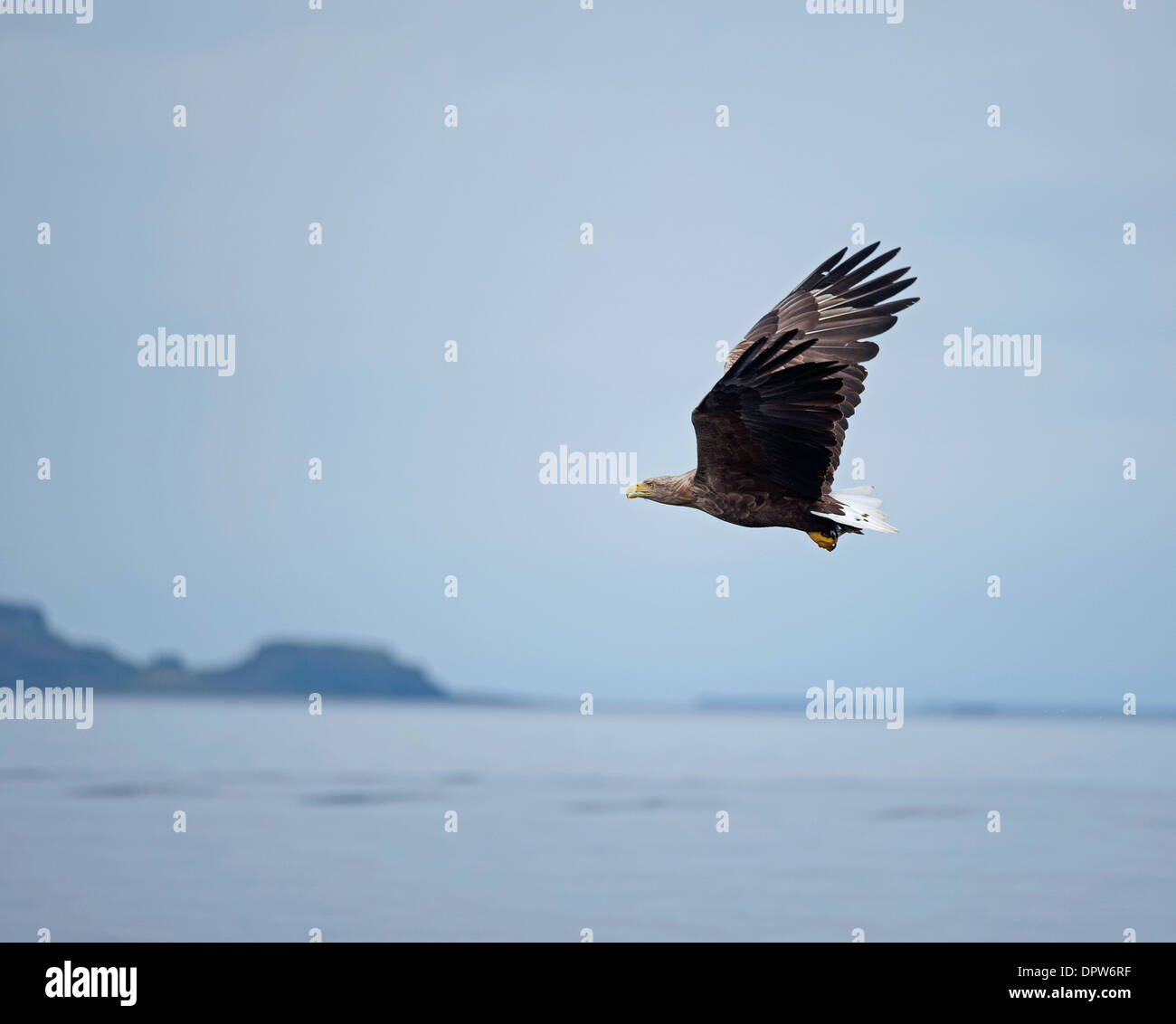 White Tailed Sea Eagle aver catturato un piccolo pasto ritorna verso le scogliere su The Isle of Mull, Scozia. SCO 9230 Foto Stock