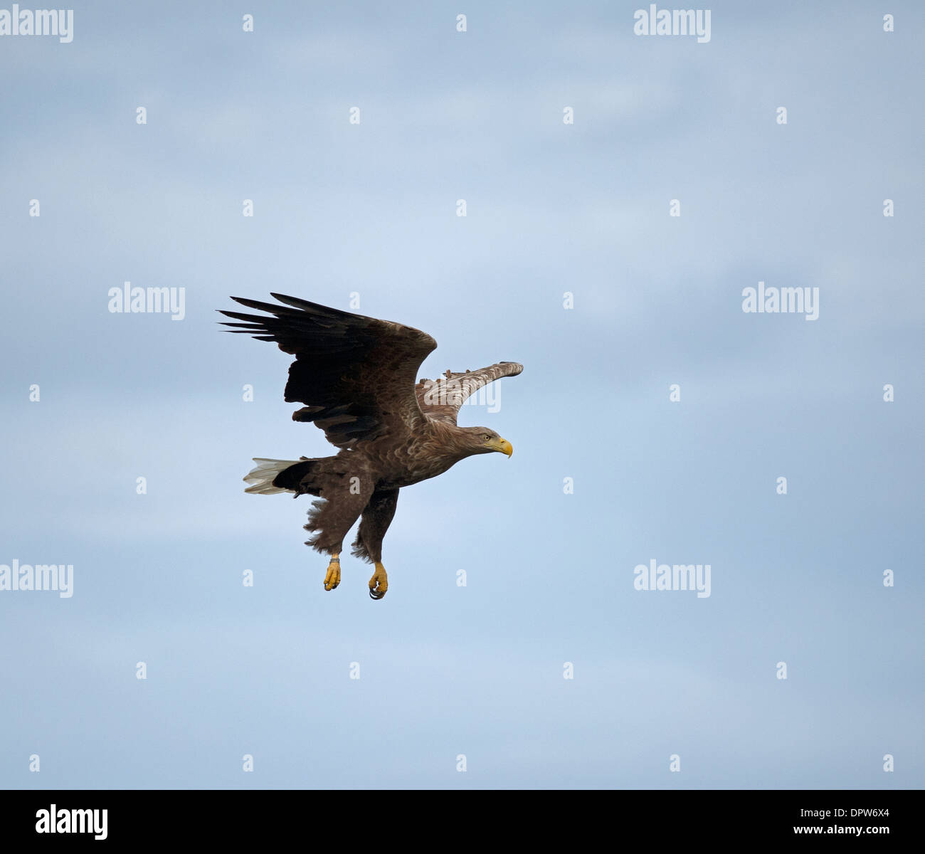 White Tailed Sea Eagle avendo individuato un pasto è circa a strappare dal mare off The Isle of Mull, Scozia. SCO 9235 Foto Stock