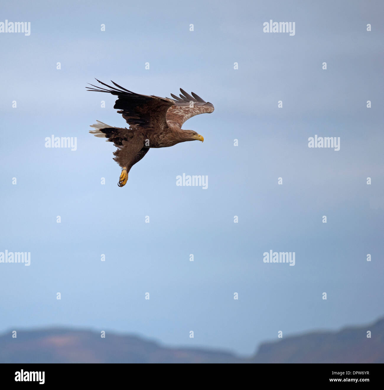 White Tailed Sea Eagle immersioni per un alimento catch on the Isle of Mull, Argyll. La Scozia. SCO 9236. Foto Stock