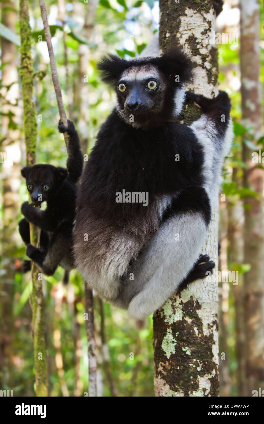 Indri lemur madre e bambino a Madasgacar Foto Stock