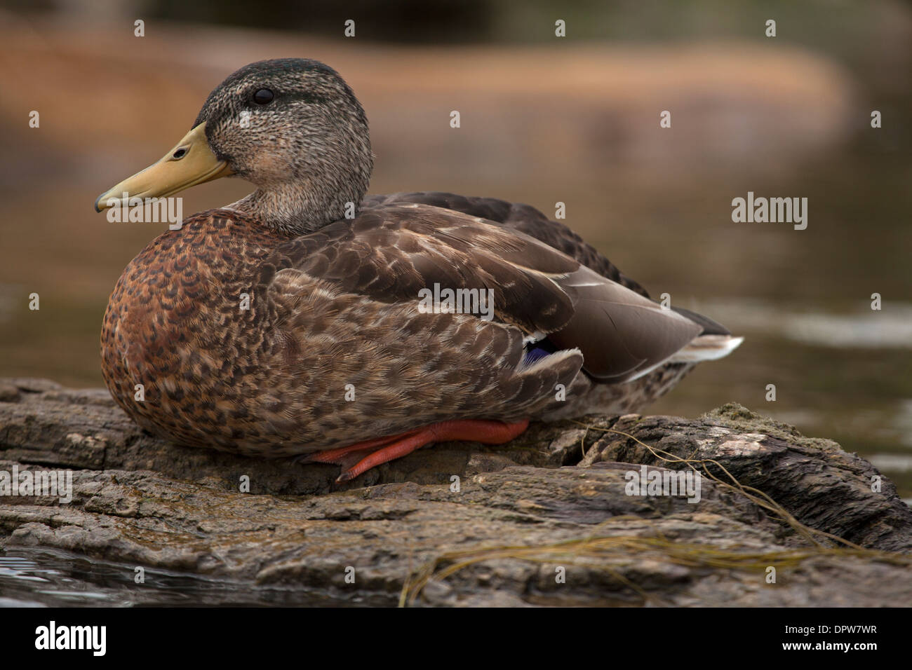 Il Germano Reale femmina, Anas platyrhynchus, New York, Cayuga Lake Foto Stock