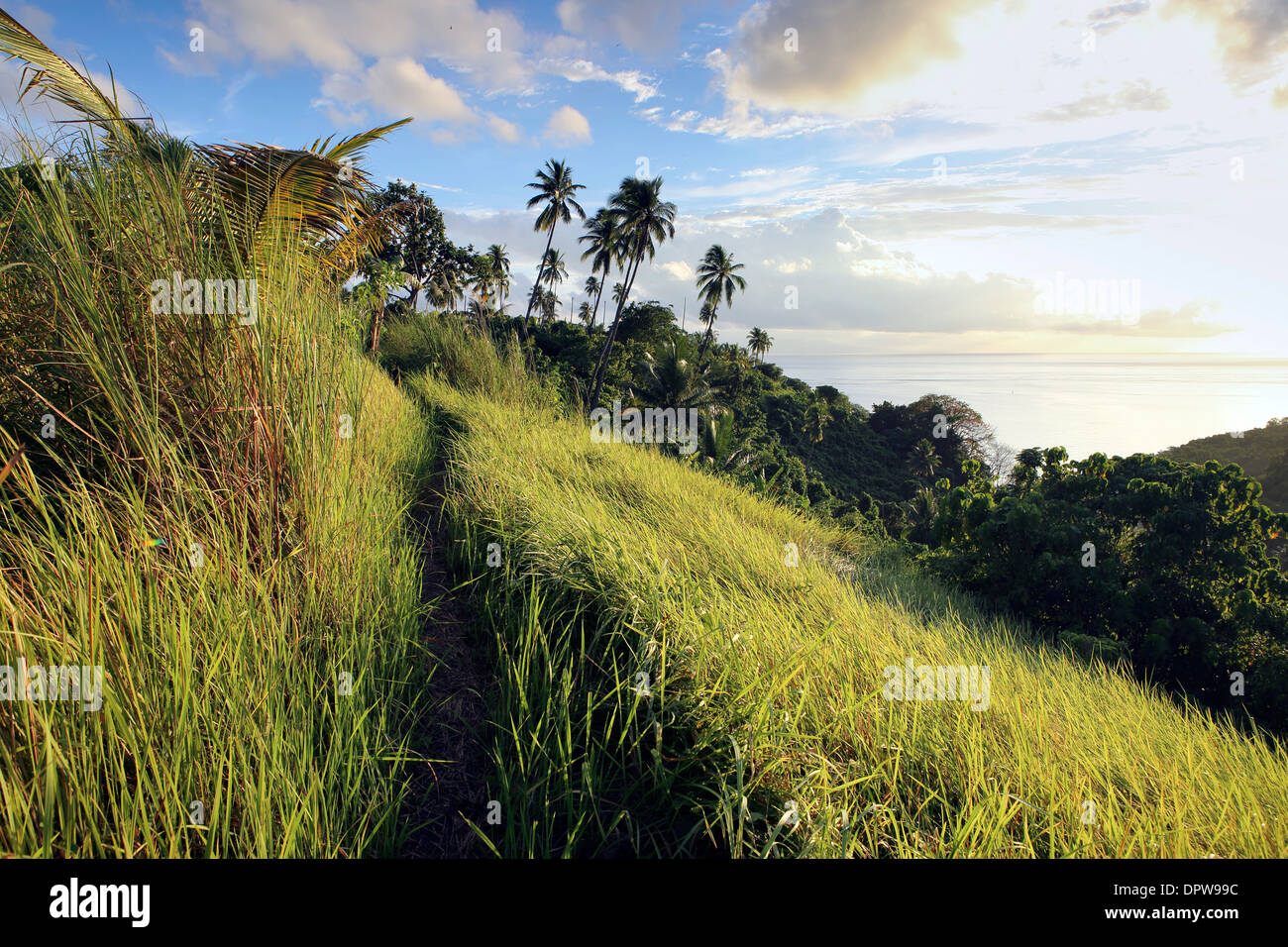 Via attraverso erba lunga al punto di vedetta sulla costa sud di Bunaken Island, Nord Sulawesi Foto Stock