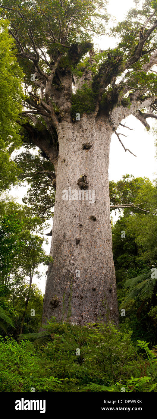 Tane Mahuta, il vivente più grande albero Kauri lasciato riposare in Nuova Zelanda. Foto Stock