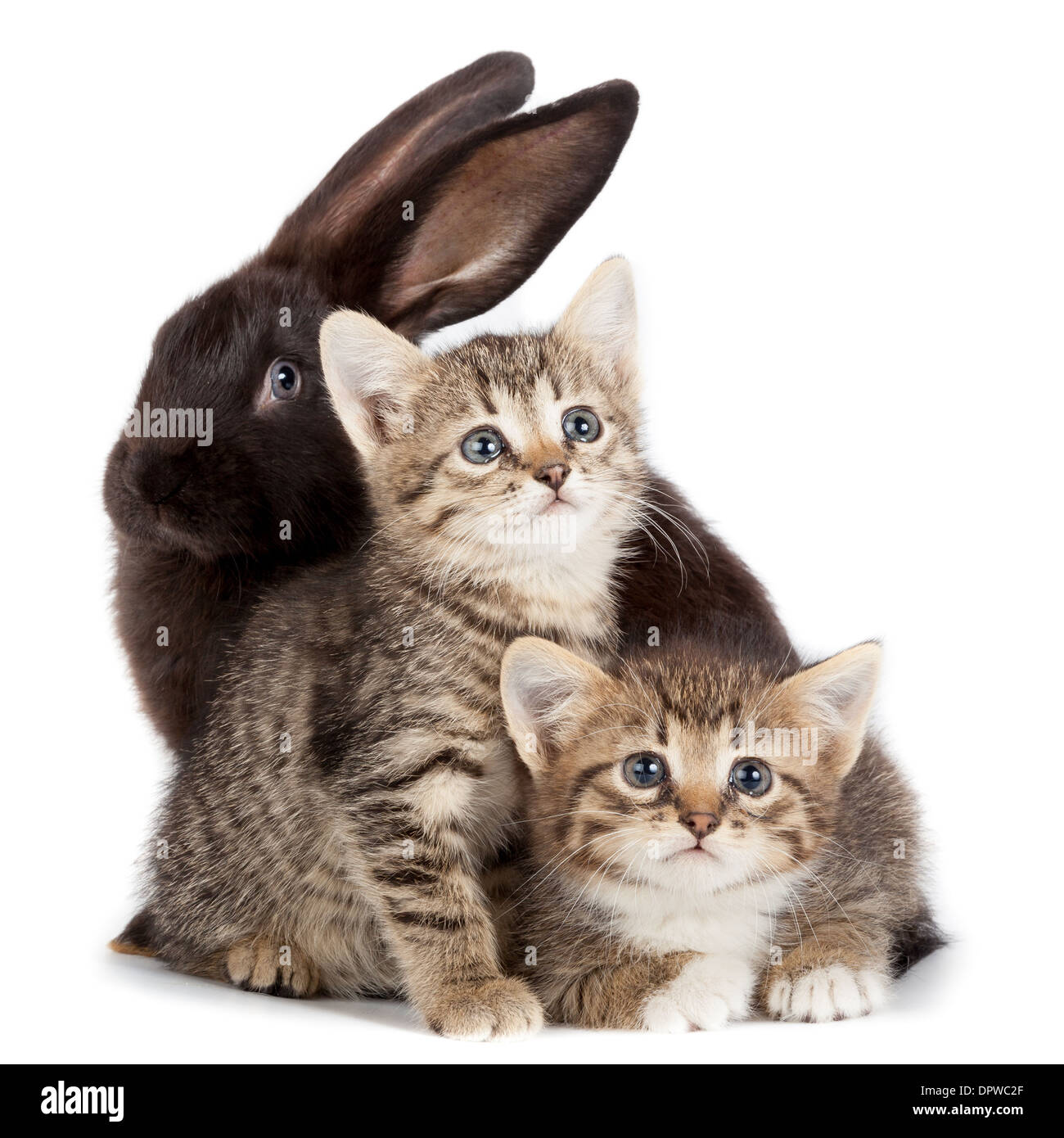 Amicizia e animali domestici. Gattino e coniglio in studio isolato su sfondo bianco. Foto Stock