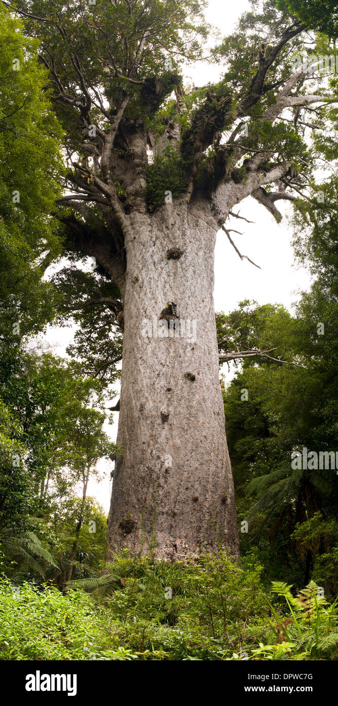 Tane Mahuta, il vivente più grande albero Kauri lasciato riposare in Nuova Zelanda. Foto Stock