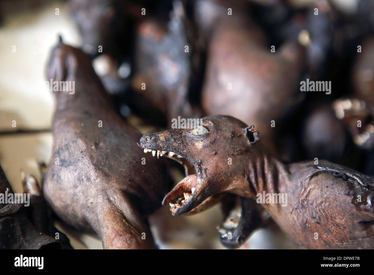 Disseccata frutta morto bat (flying fox) per la vendita come una delicatezza nel mercato Tomohon Foto Stock