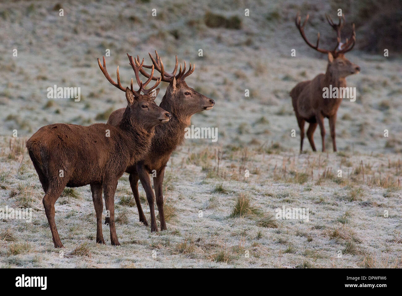 Red Deer stags su un gelido mattina a Ashton Court in Bristol Foto Stock