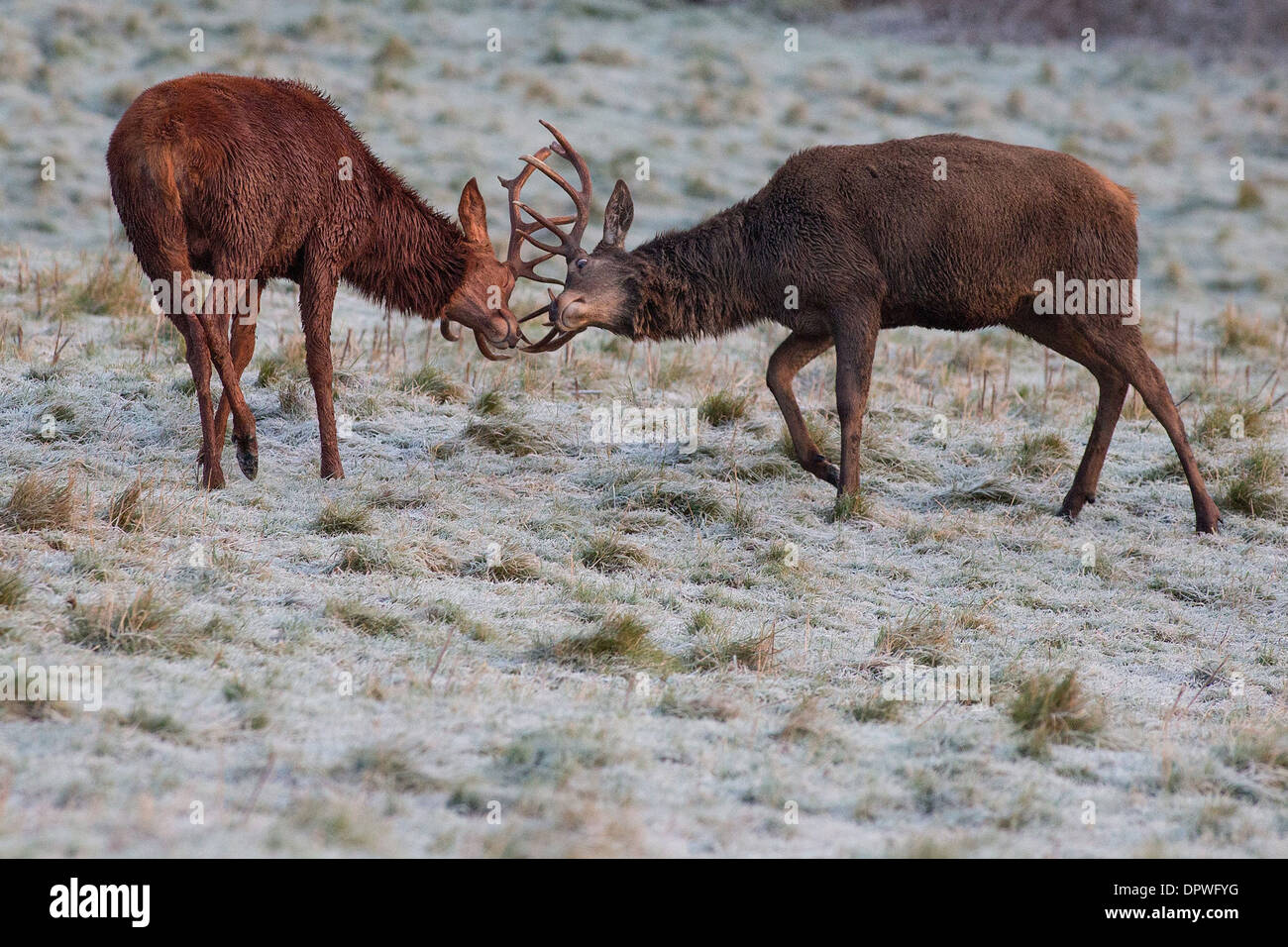 Red Deer stags bloccare i palchi su un gelido mattina a Ashton Court in Bristol Foto Stock