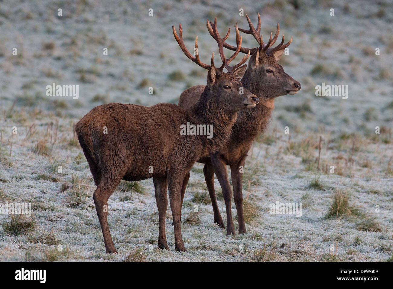 Red Deer stags su un gelido mattina a Ashton Court in Bristol Foto Stock