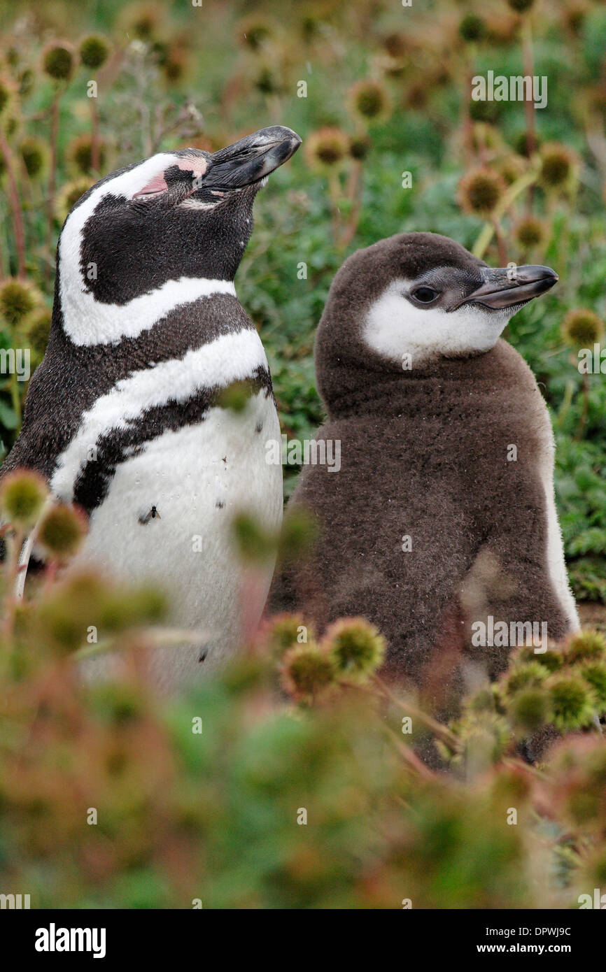 I pinguini di Magellano, Seno Otway, Cile Foto Stock