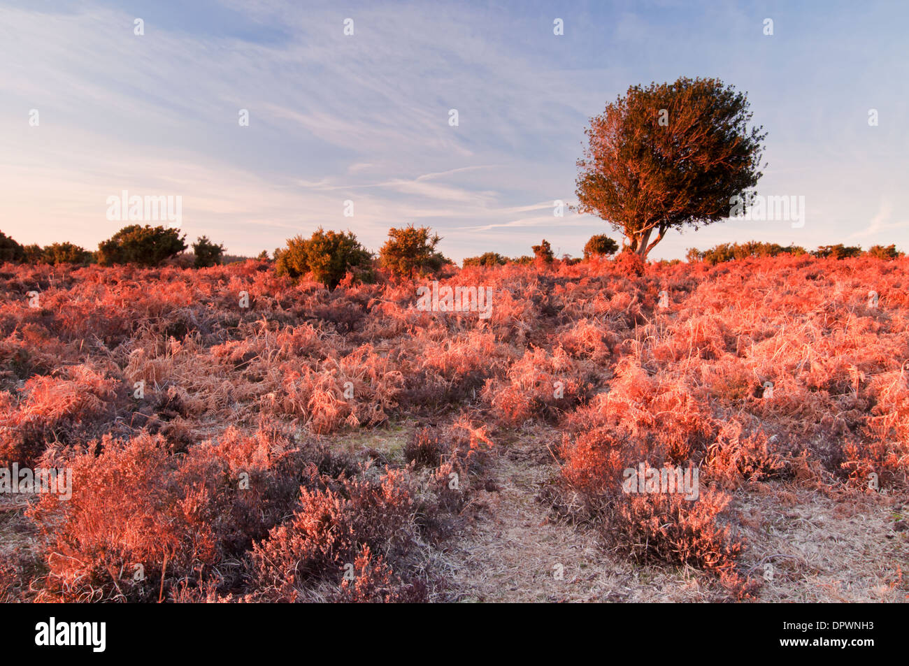Vista Bratley, New Forest, Hampshire, Regno Unito Foto Stock