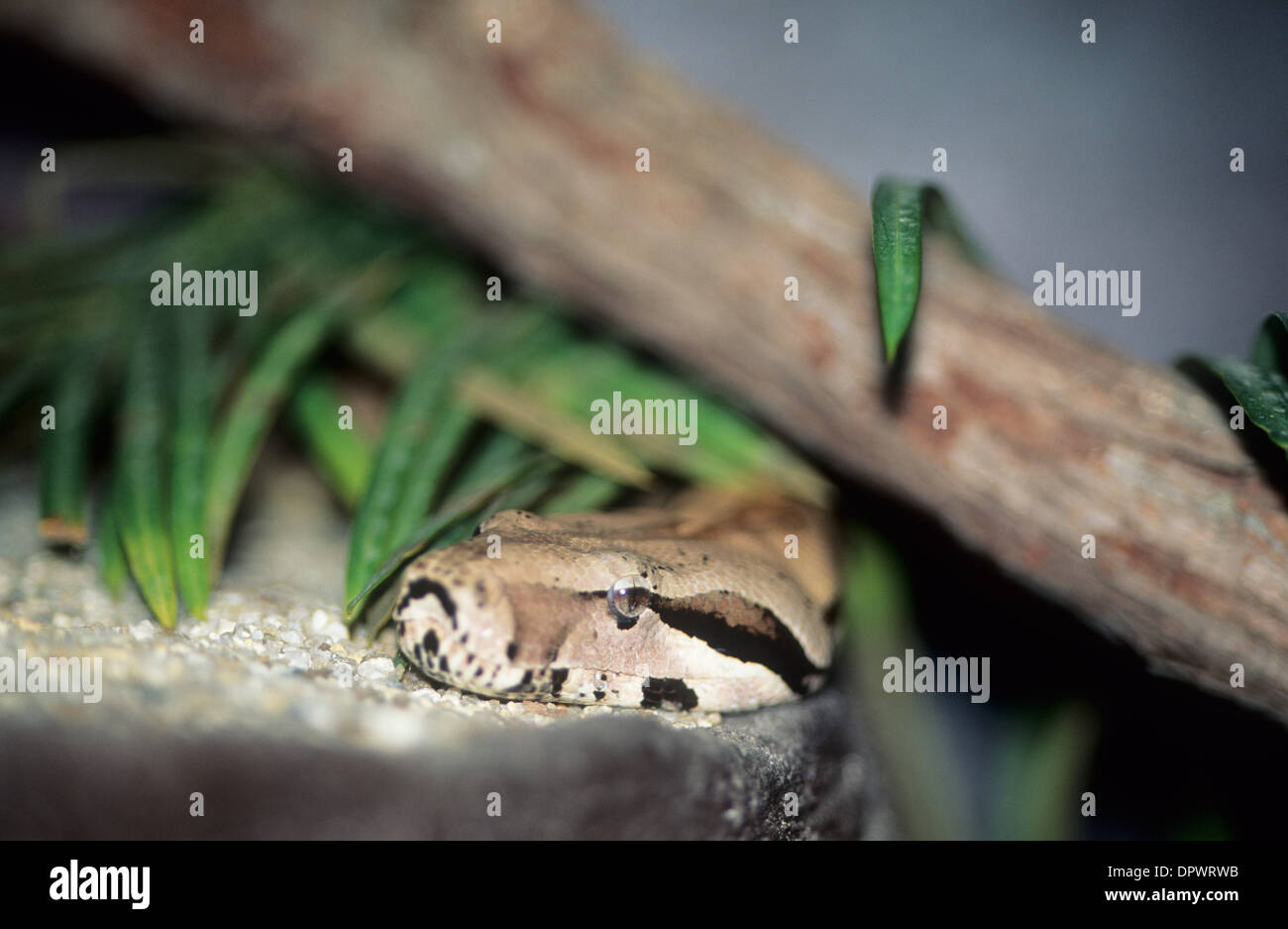 L'Australia, la fauna selvatica, animali nativi, serpenti carpet python. Foto Stock