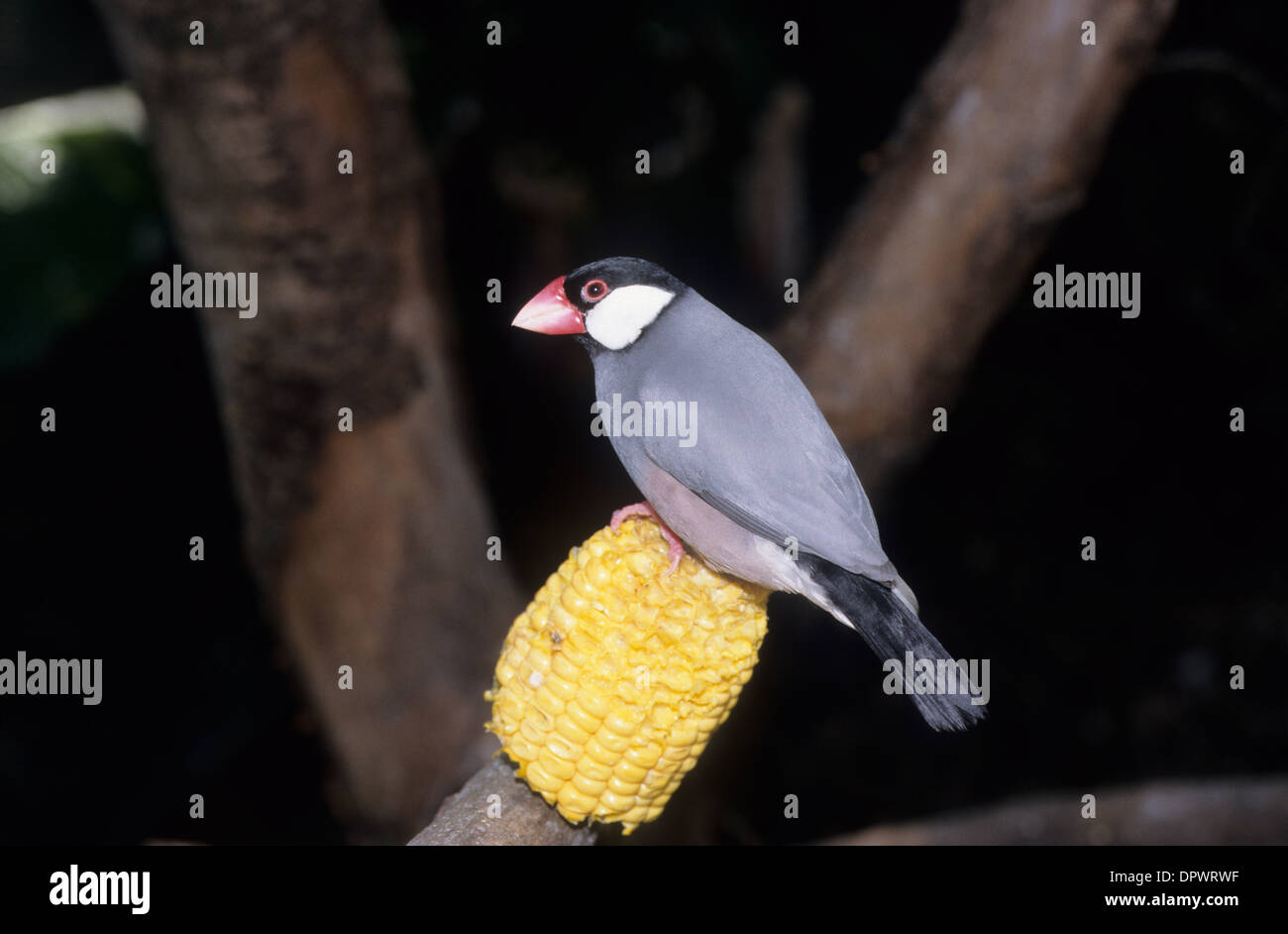 Australia, Java Sparrow (Lonchura oryzivora). Foto Stock
