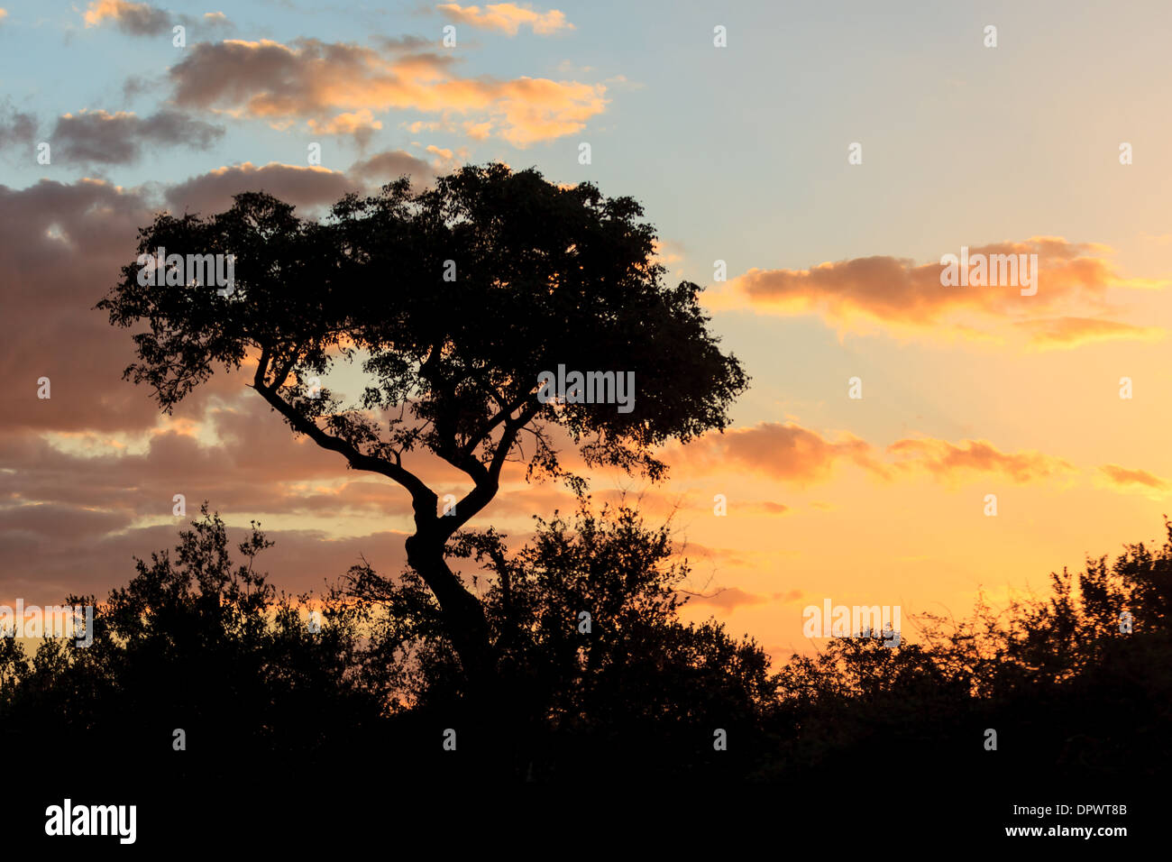 Sagoma di un albero di acacia e cespugli circostanti contro un cielo azzurro e arancione pallido all'alba Foto Stock