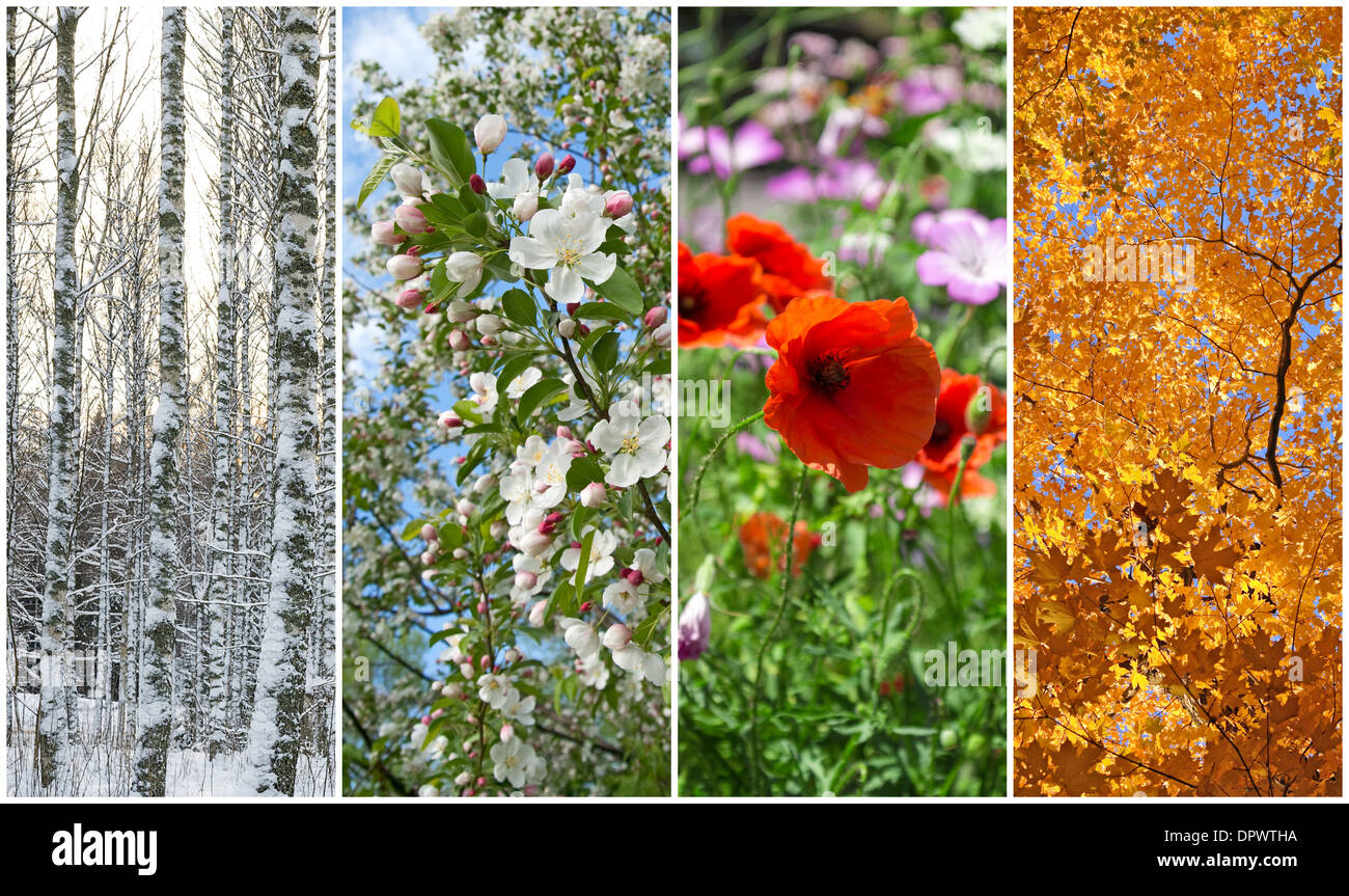 La natura in inverno, primavera, estate e autunno. Quattro stagioni. Foto Stock