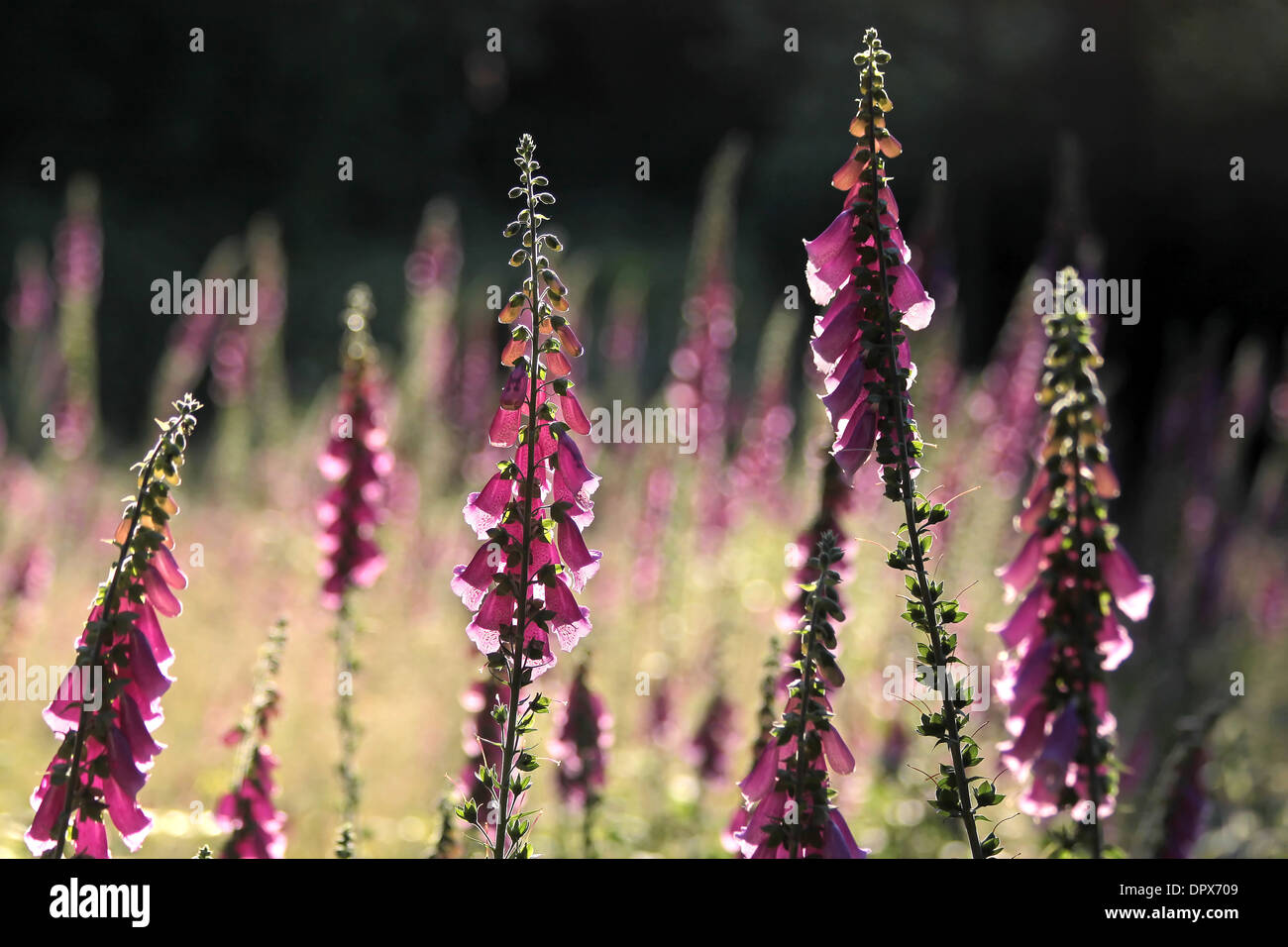 Foxglove rosa piante sulla radura in Germania Foto Stock