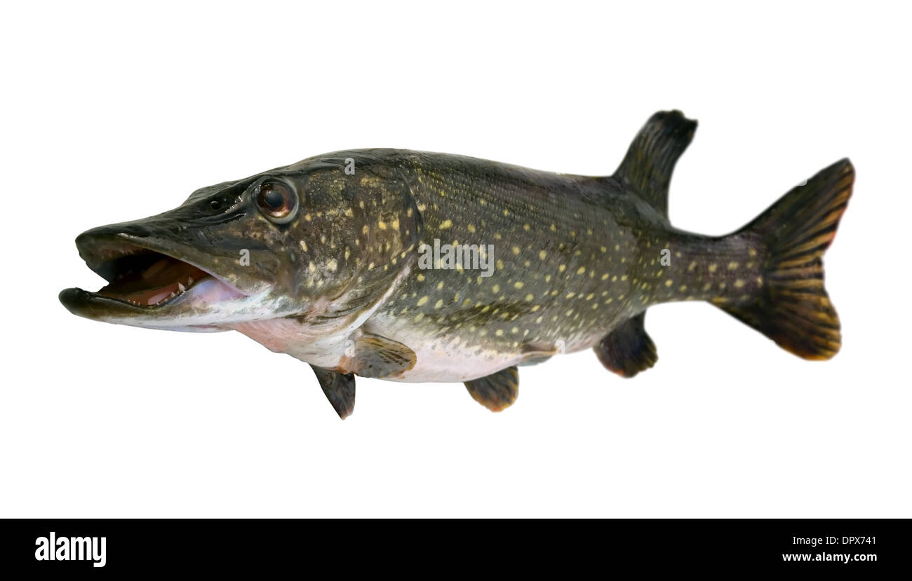 Grosso luccio (Esox lucius) - pesci di acqua dolce isolato su bianco Foto Stock