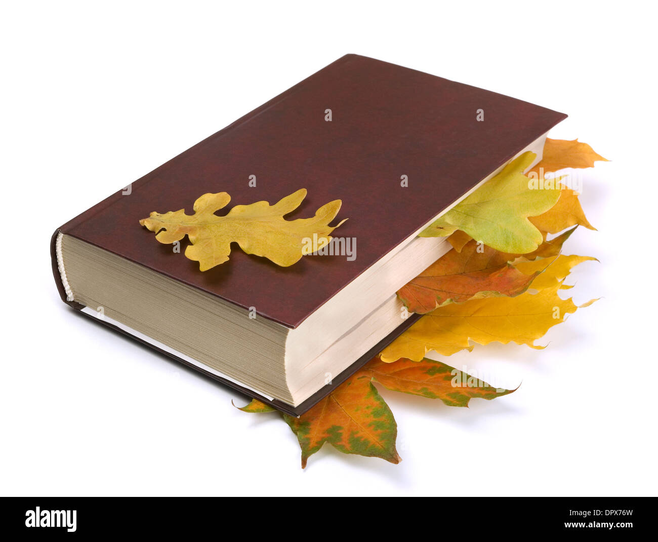 Acero quercia e foglie di autunno nel libro isolato su bianco Foto Stock