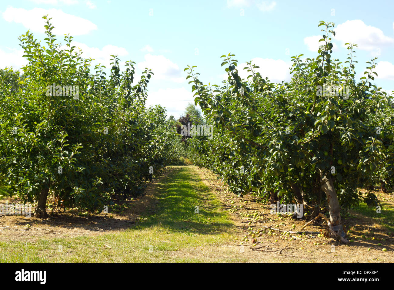 Due filari di alberi di mele Foto Stock