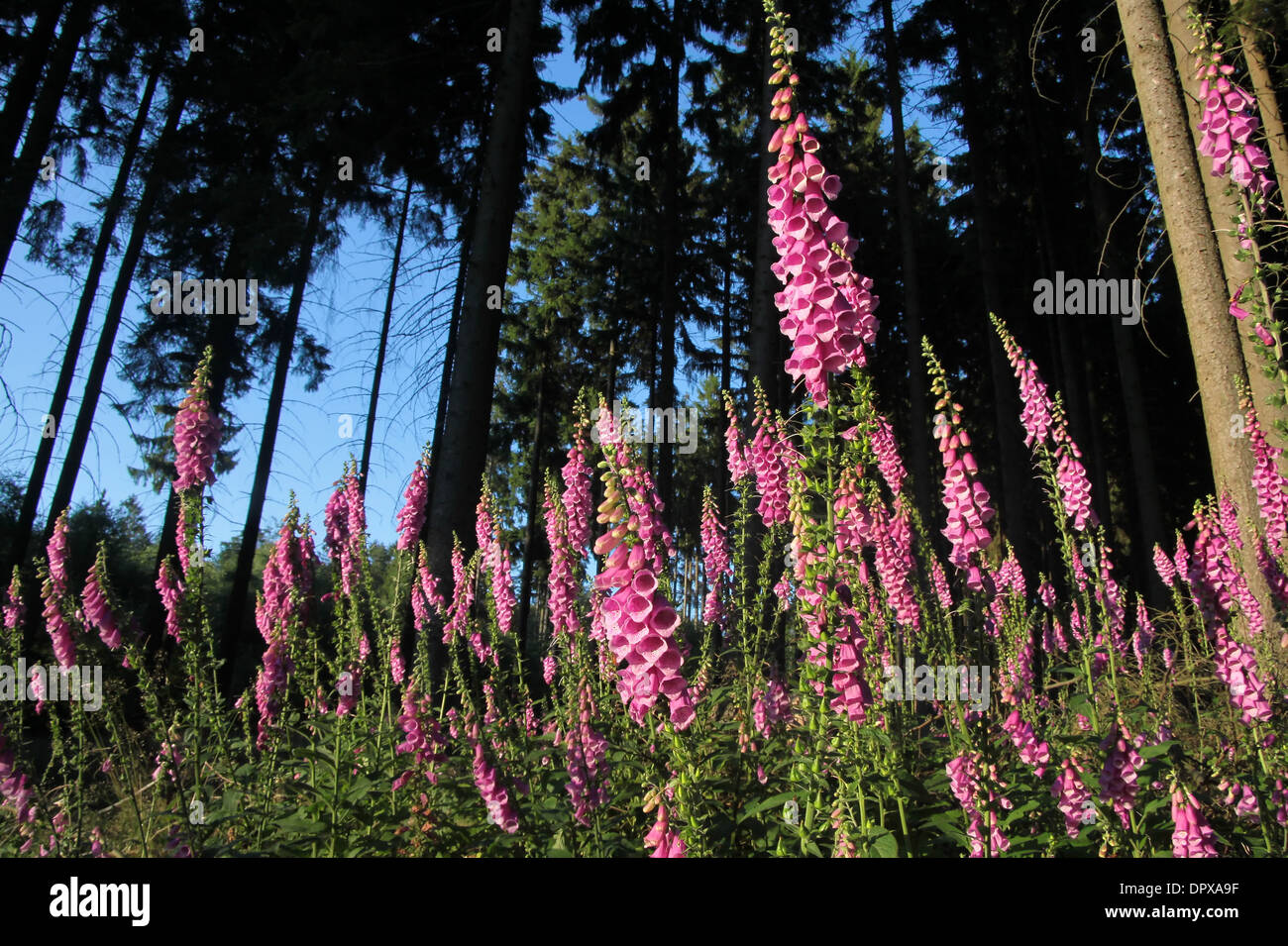 Foxglove rosa piante sulla radura in Germania Foto Stock