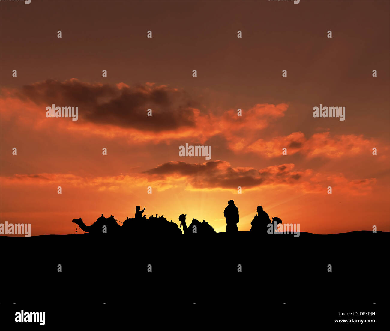 Silhouette di cammelli Foto Stock