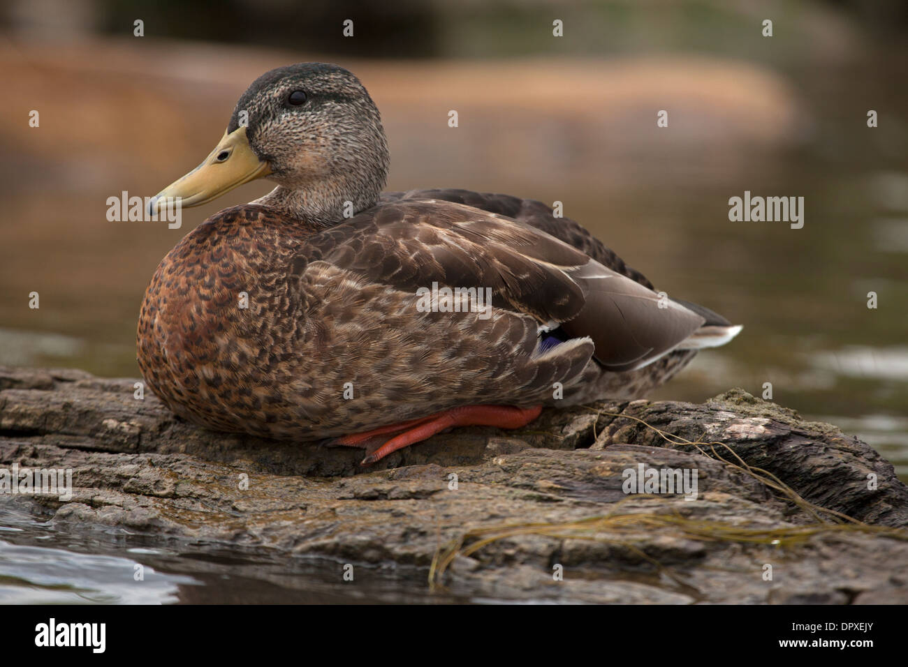 Il Germano Reale femmina, Anas platyrhynchus, New York, Cayuga Lake Foto Stock