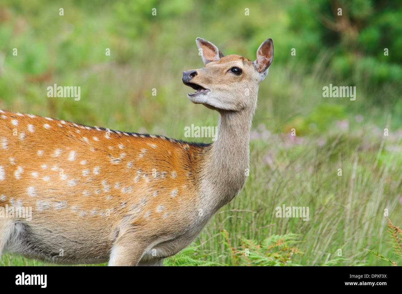 Cervi Sika (Cervis nipon), close-up su teh testa e le spalle di una femmina adulta a metà masticare ad Arne, Dorset. Agosto. Foto Stock