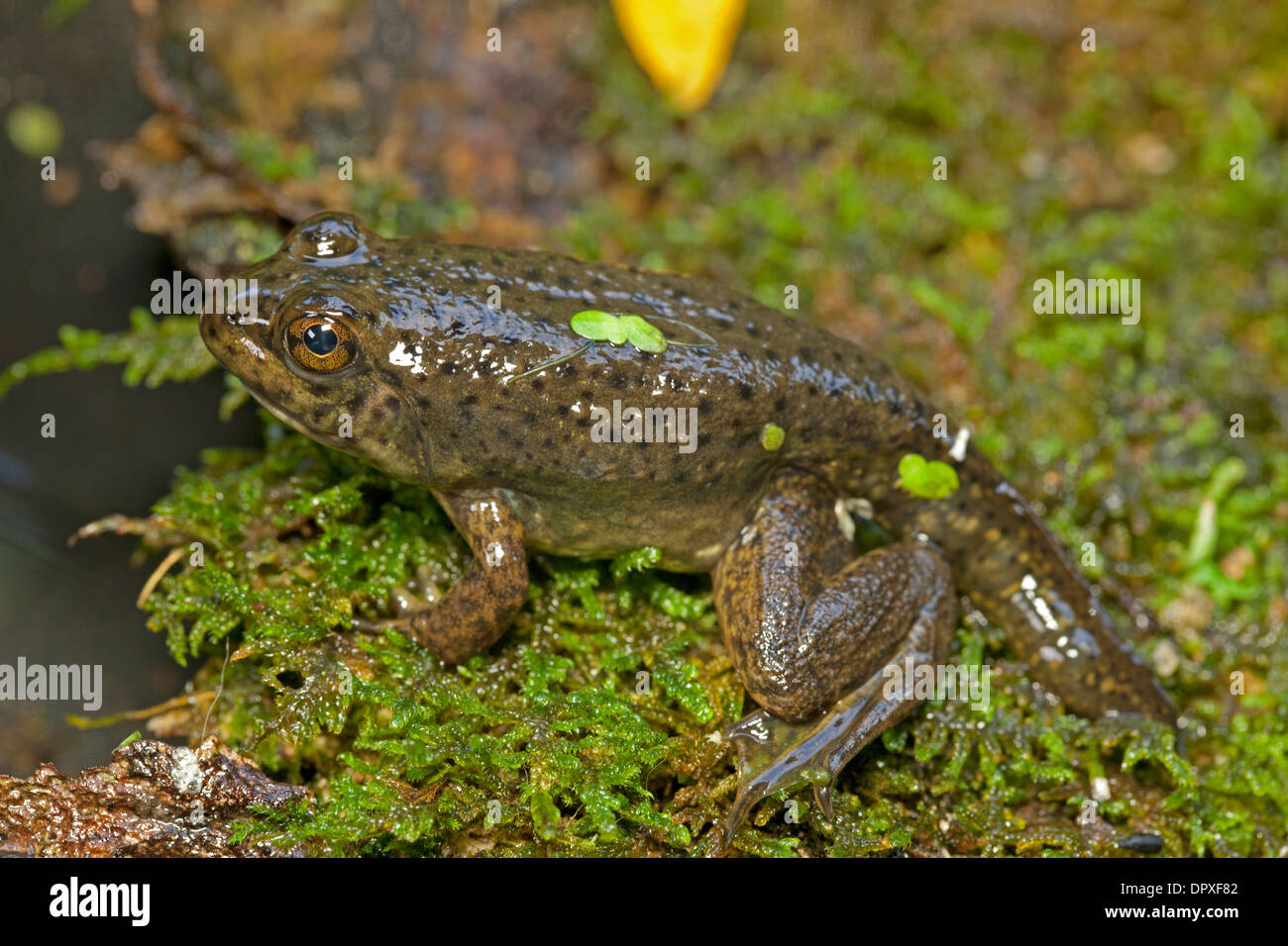 Bullfrog, Rana catesbiena, giovani froglet cambiando da tadpole, New York Foto Stock