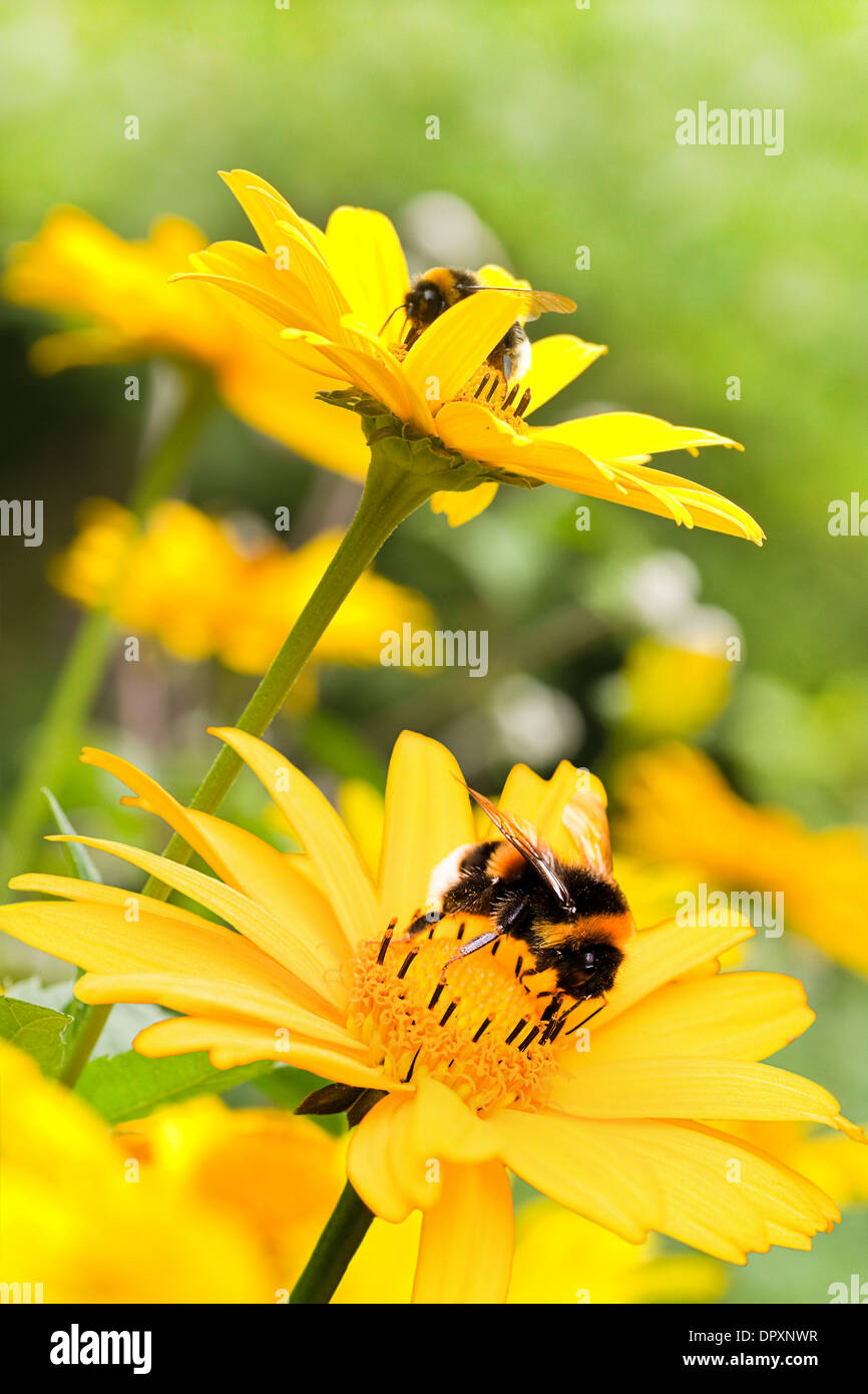 Bombi sulla falsa girasoli o Heliopsis helianthoides nel giardino in estate - verticale Foto Stock