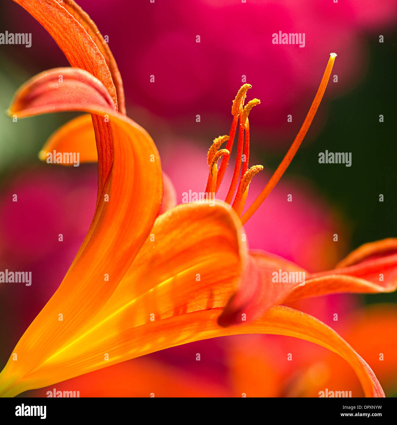 Orange daylily in angolazione laterale vista con fiori di colore rosa di sfondo - square Foto Stock
