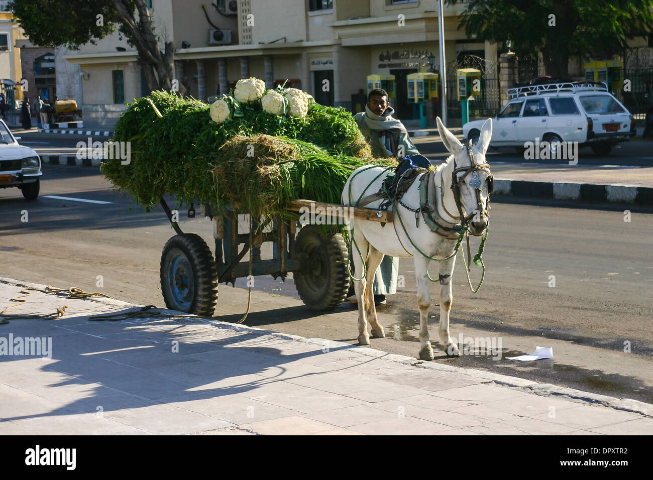 Donkey tirando il carrello trasporta i prodotti al mercato. Foto Stock