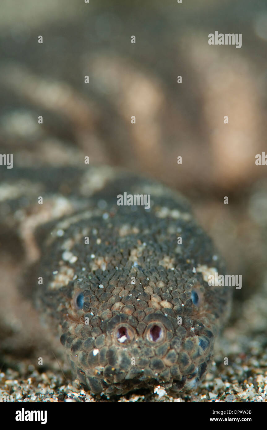 File Marine Snake, Acrochordus granulatus, Manado, Sulawesi, Indonesia. Foto Stock