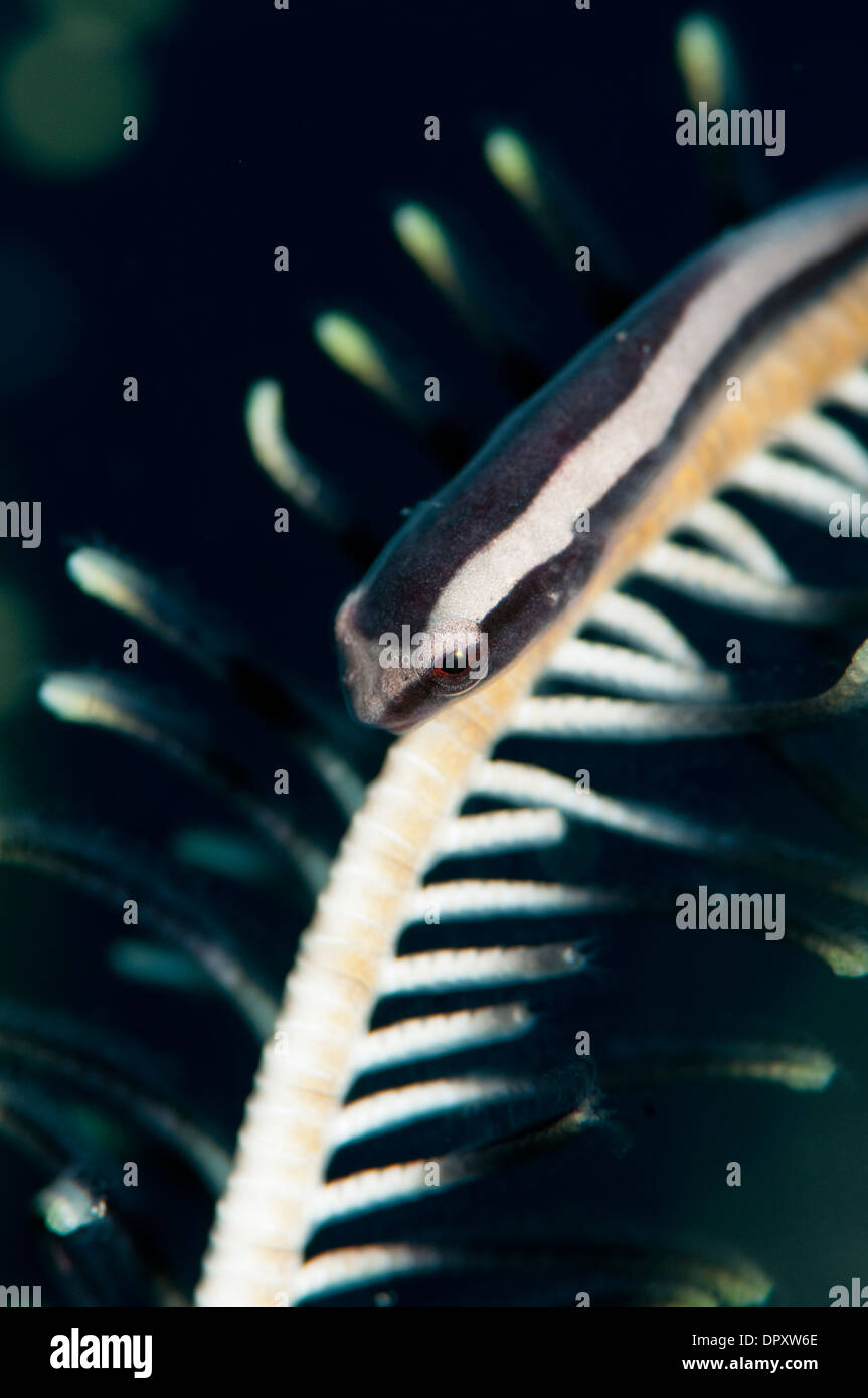 Crinoide Clingfish, Discotrema crinophial, in crinoide, Bunaken, Manado, Nord Sulewesi, Indonesia. Foto Stock