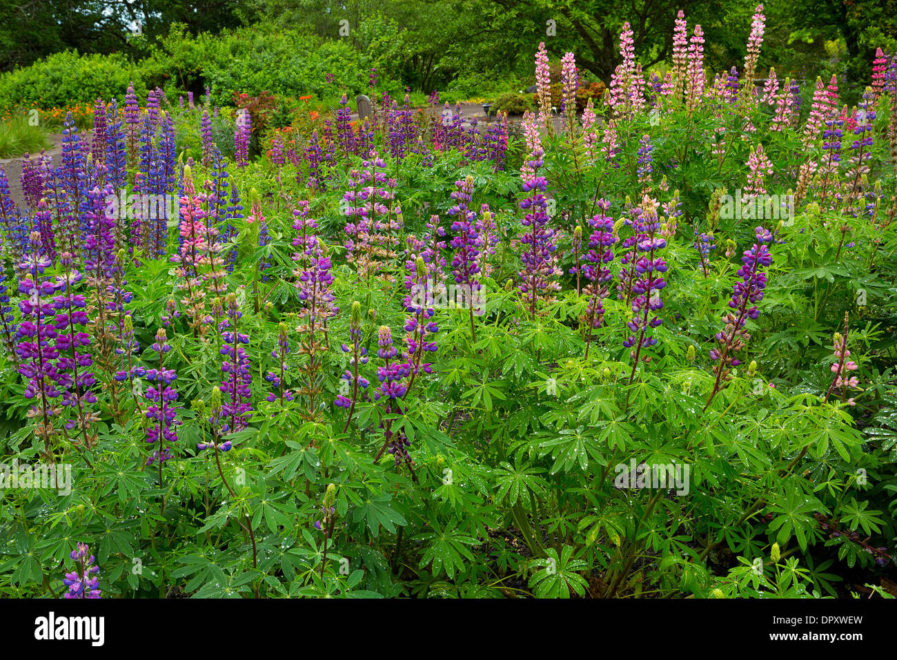 Fioritura di lupino in Oregon giardino, Silverton, Oregon. Stati Uniti d'America Foto Stock
