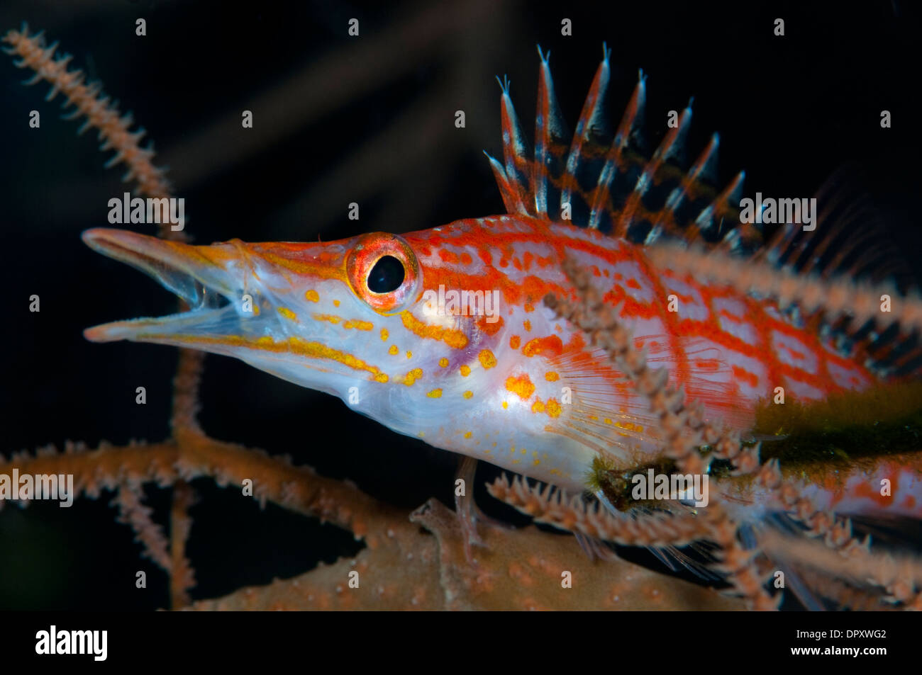 Longnose Hawkfish, Oxycirrhites typus, Bunaken, Manado, Nord Sulewesi, Indonesia. Foto Stock