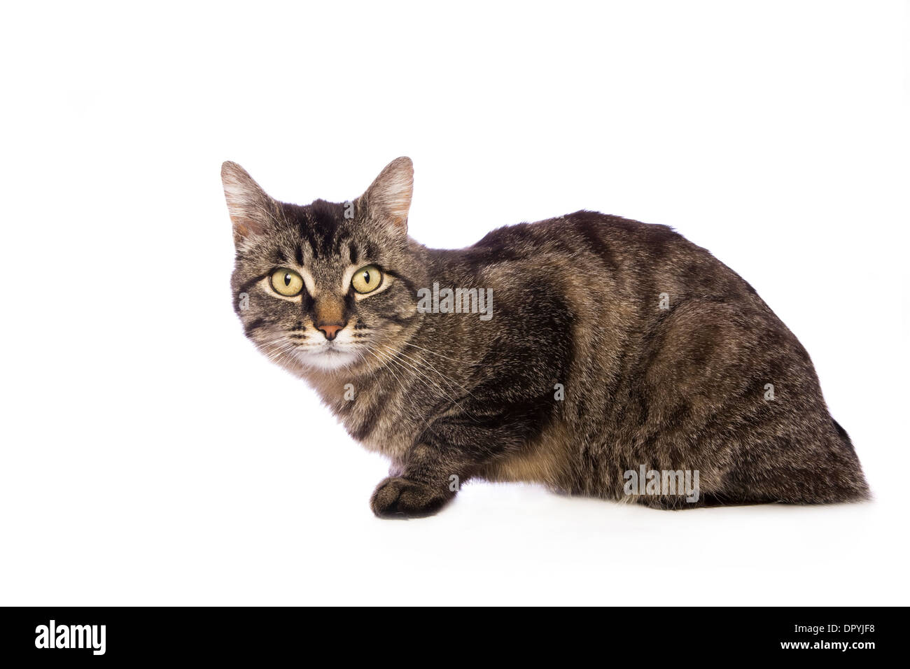 Black tabby manx cat vista laterale guardando avanti isolato su bianco Foto Stock
