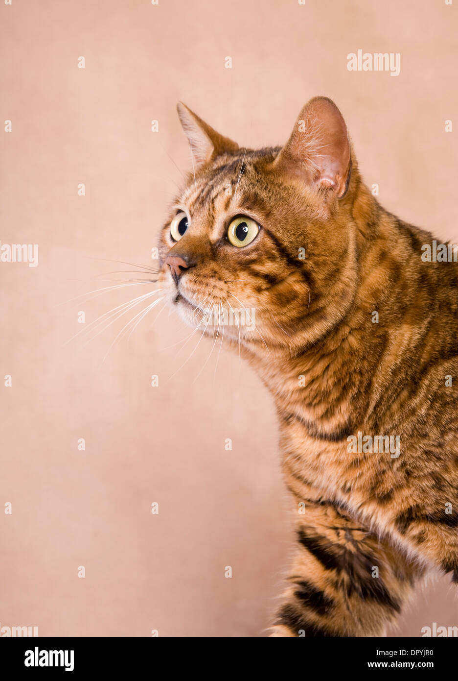 Gatto bengala vista laterale della testata su sfondo marrone chiaro Foto Stock