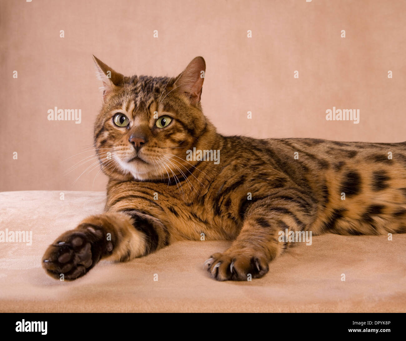 Gatto bengala sdraiato con zampa su sfondo marrone chiaro Foto Stock