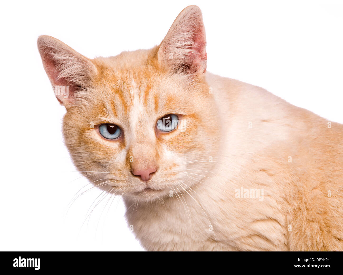 Punto rosso gatto siamese gatto cercando arrabbiato colpo alla testa isolata su sfondo bianco Foto Stock