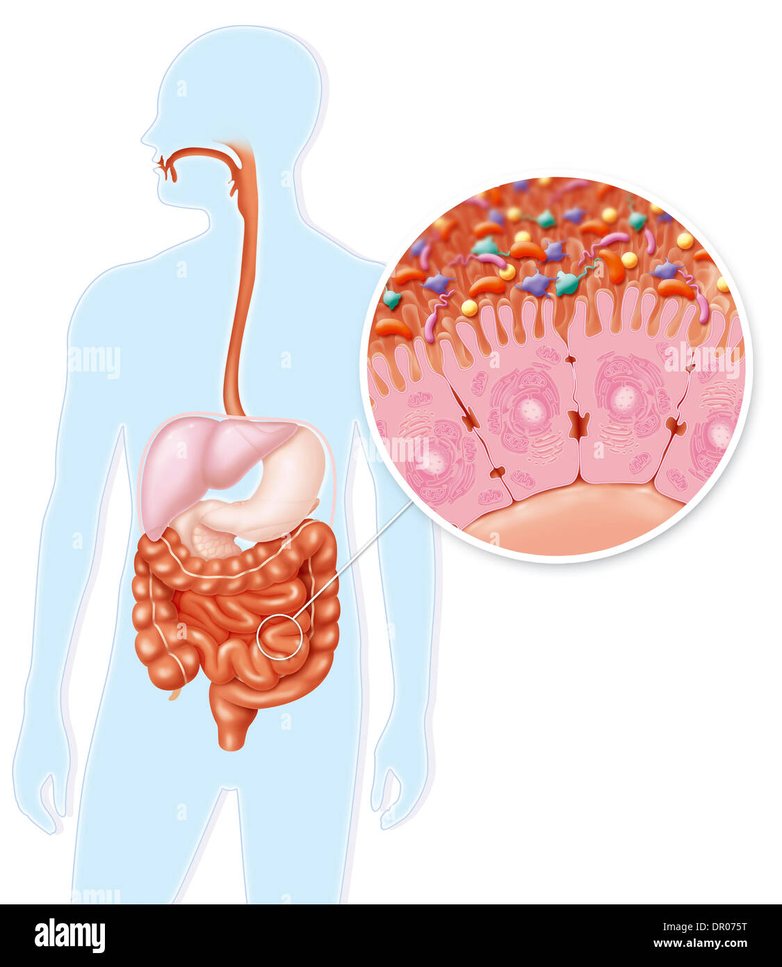 Batteri intestinali, disegno Foto Stock