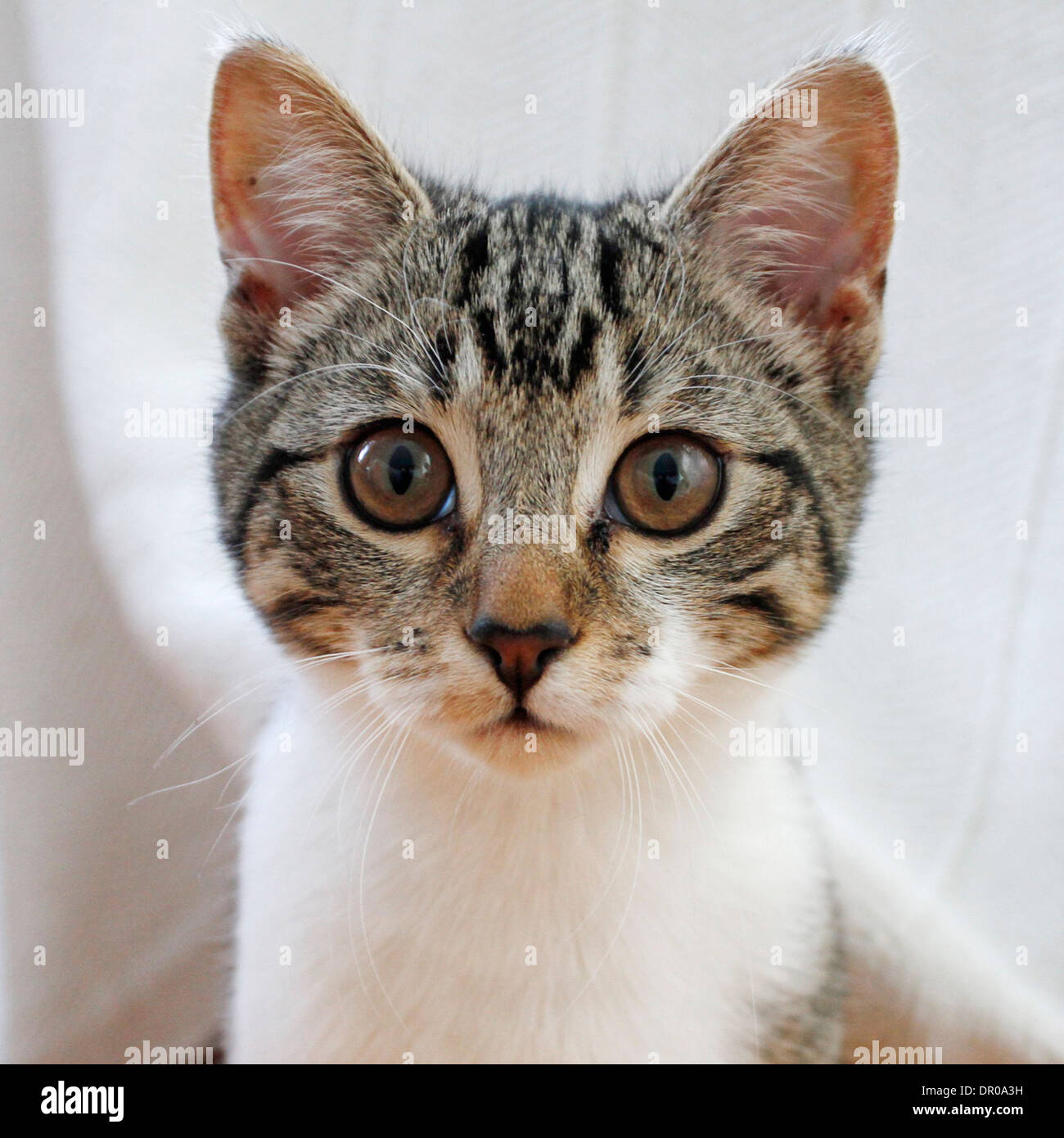Simpatici gattini faccia Foto Stock