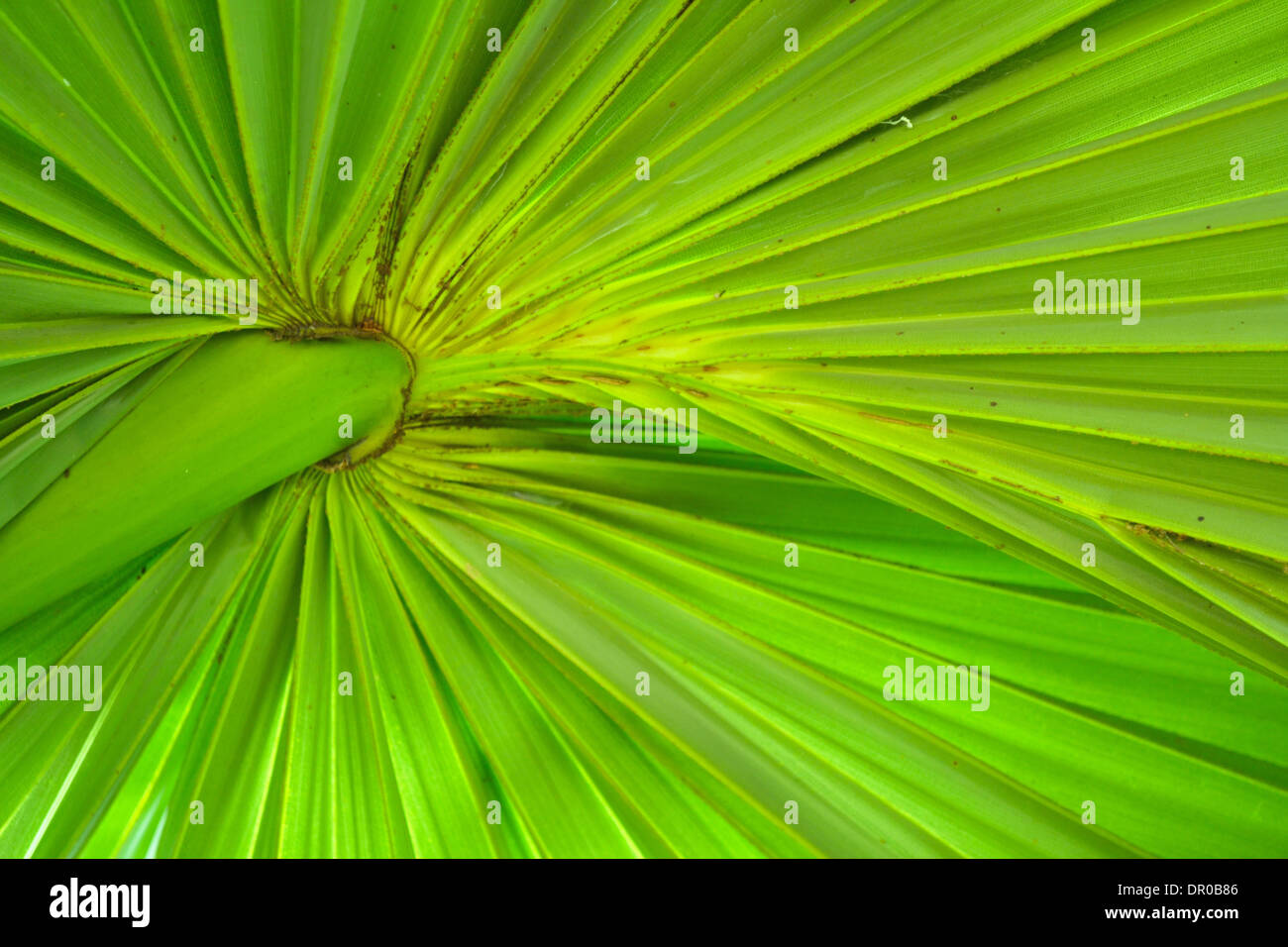 Foglia verde di sugar palm nella natura Foto Stock