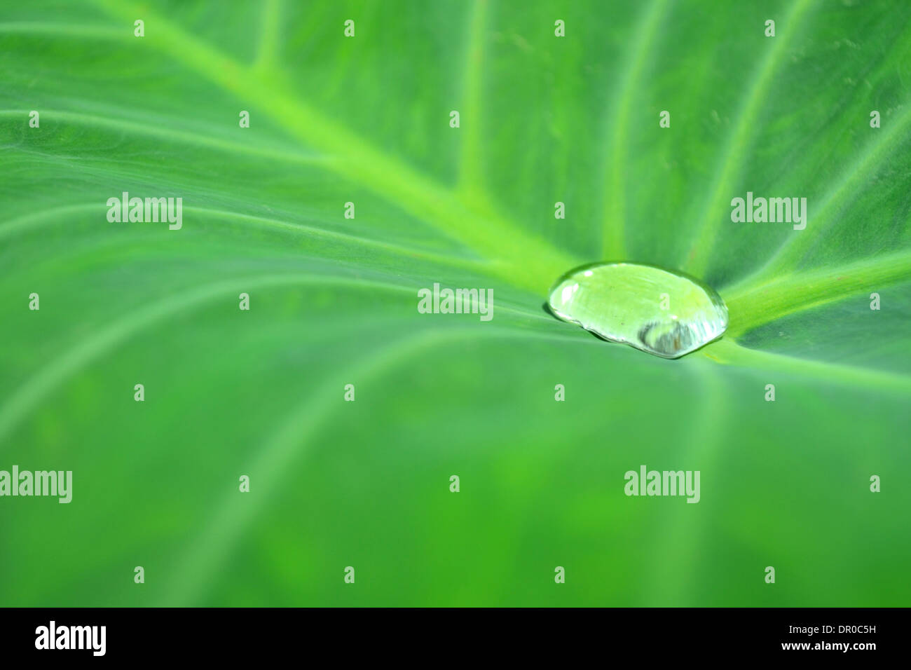 Gocce di acqua su una foglia di loto in natura Foto Stock