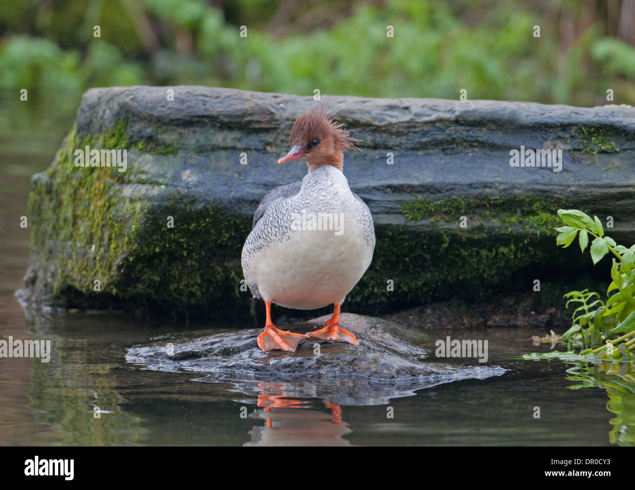 Squamosa-sided Merganser o cinesi (Merganser Mergus squamatus) Foto Stock