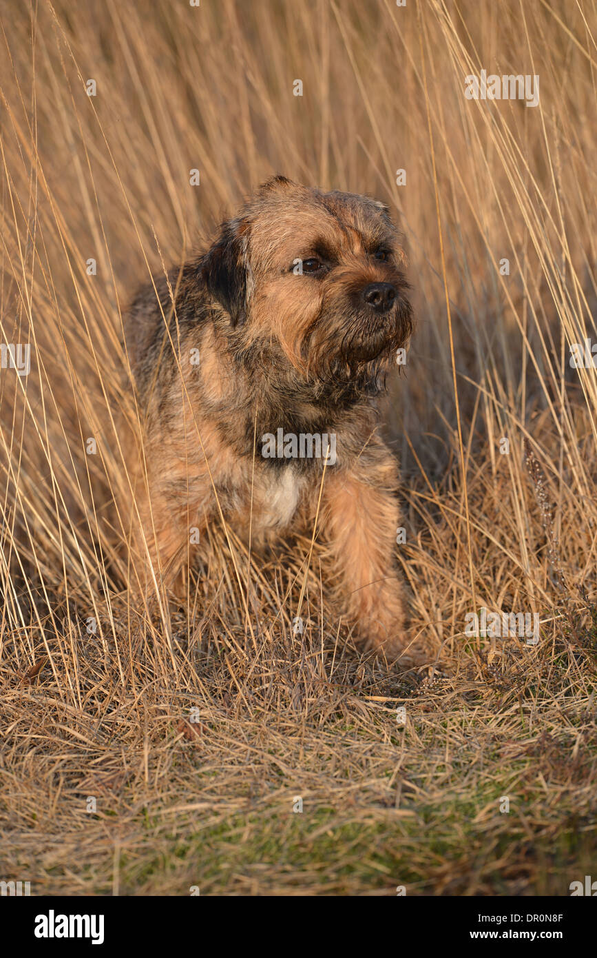 Border terrier Foto Stock